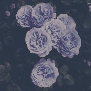 Meet your Posher, Molly